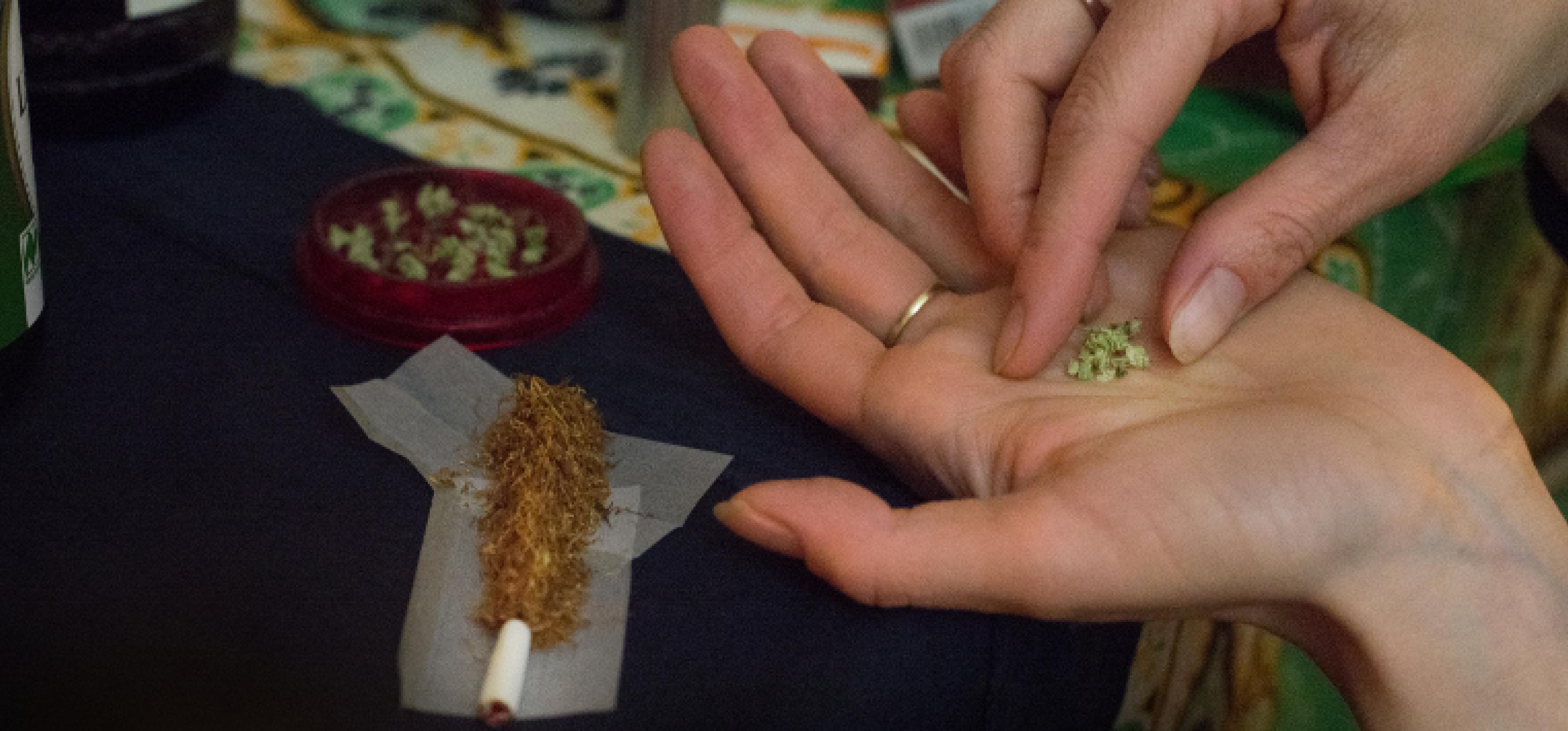 Zwei Hände mit getrocknetem Cannabis, im Hintergrund der Joint, der gerade gebaut wird